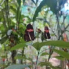 Zipline Adventure and Monkey Sloth Park Experience