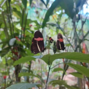 Zipline Adventure and Monkey Sloth Park Experience