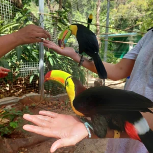 Zipline Adventure and Monkey Sloth Park Experience