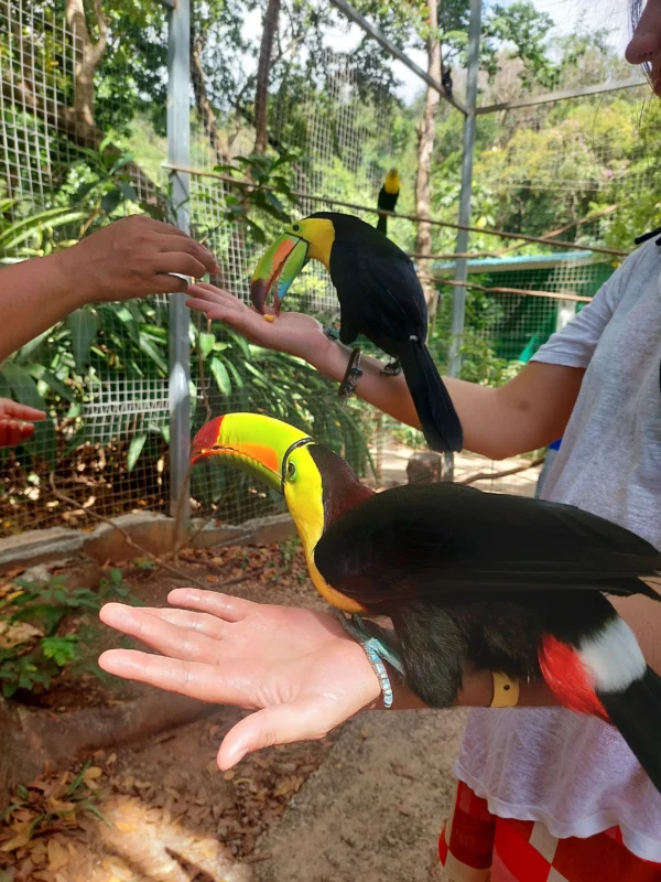 Zipline Adventure and Monkey Sloth Park Experience