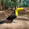 Zipline Adventure and Monkey Sloth Park Experience
