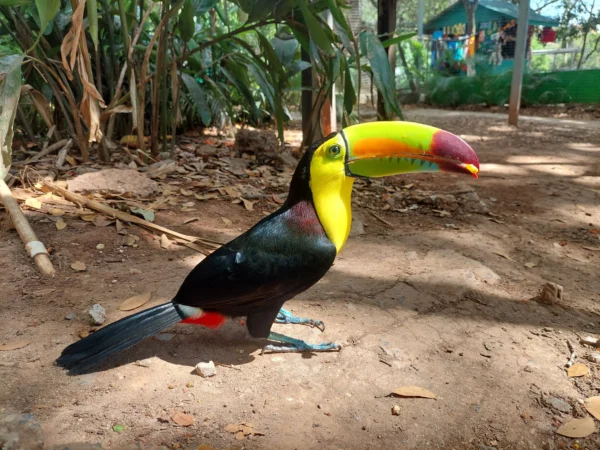 Zipline Adventure and Monkey Sloth Park Experience