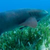 Snorkeling with Nurse Sharks at Pigeon Cay