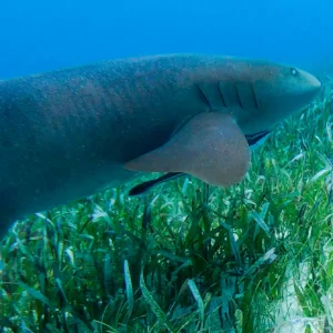 Snorkeling with Nurse Sharks at Pigeon Cay