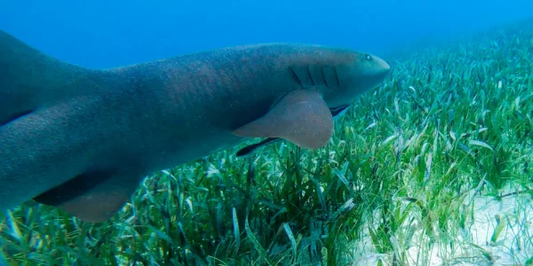 Snorkeling with Nurse Sharks at Pigeon Cay