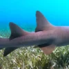 Snorkeling with Nurse Sharks at Pigeon Cay