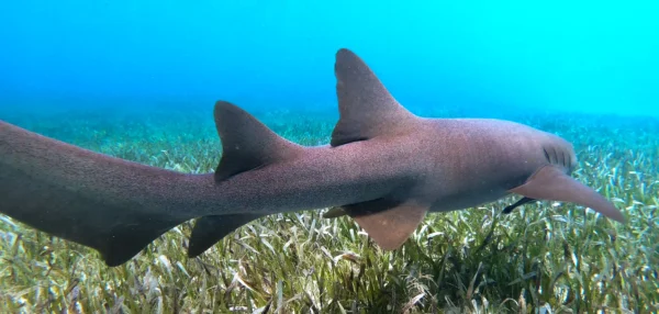 Snorkeling with Nurse Sharks at Pigeon Cay