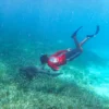 Snorkeling with Nurse Sharks at Pigeon Cay