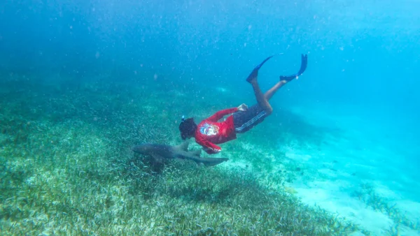Snorkeling with Nurse Sharks at Pigeon Cay