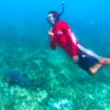 Snorkeling with Nurse Sharks at Pigeon Cay