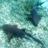 Snorkeling with Nurse Sharks at Pigeon Cay