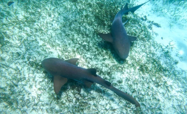 Snorkeling with Nurse Sharks at Pigeon Cay