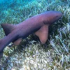 Snorkeling with Nurse Sharks at Pigeon Cay