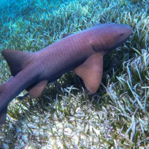 Snorkeling with Nurse Sharks at Pigeon Cay