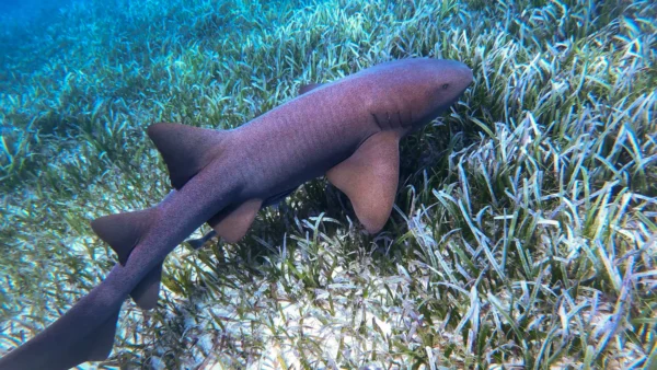Snorkeling with Nurse Sharks at Pigeon Cay