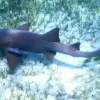 Snorkeling with Nurse Sharks at Pigeon Cay