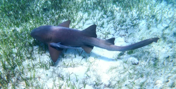 Snorkeling with Nurse Sharks at Pigeon Cay