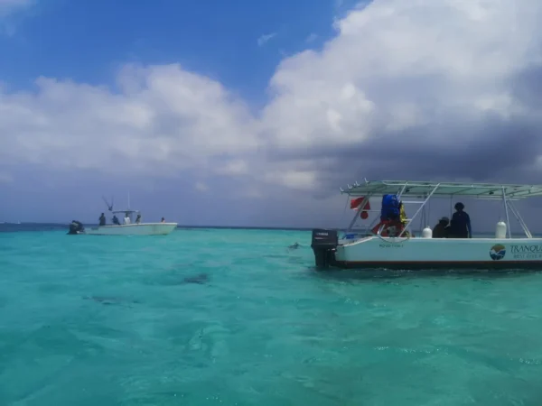 Snorkeling with Nurse Sharks at Pigeon Cay