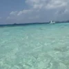 Snorkeling with Nurse Sharks at Pigeon Cay