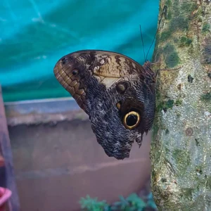 Zipline Adventure and Monkey Sloth Park Experience