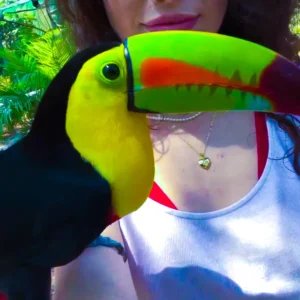 Zipline Adventure and Monkey Sloth Park Experience