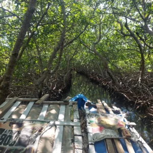 Mangrove exploration in Roatan East End Tour