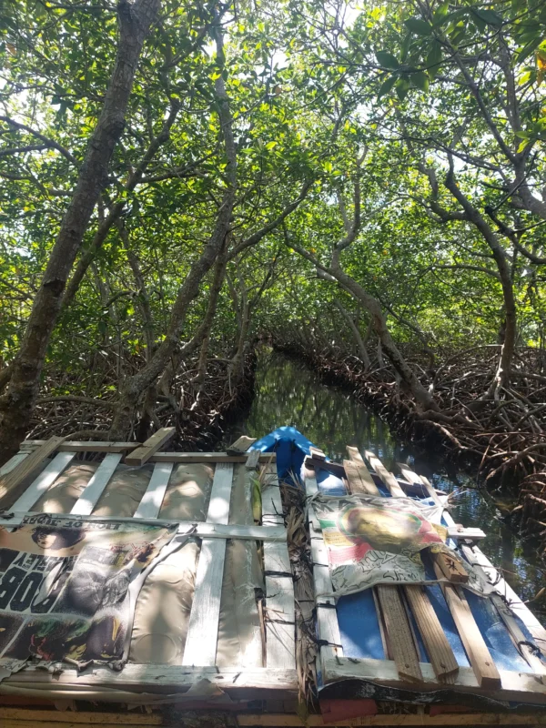Mangrove exploration in Roatan East End Tour