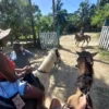 Horseback Riding Adventure in Roatan
