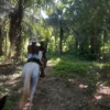 Horseback Riding Adventure in Roatan