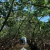 Mangrove exploration in Roatan East End Tour