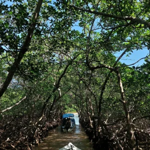 Mangrove exploration in Roatan East End Tour