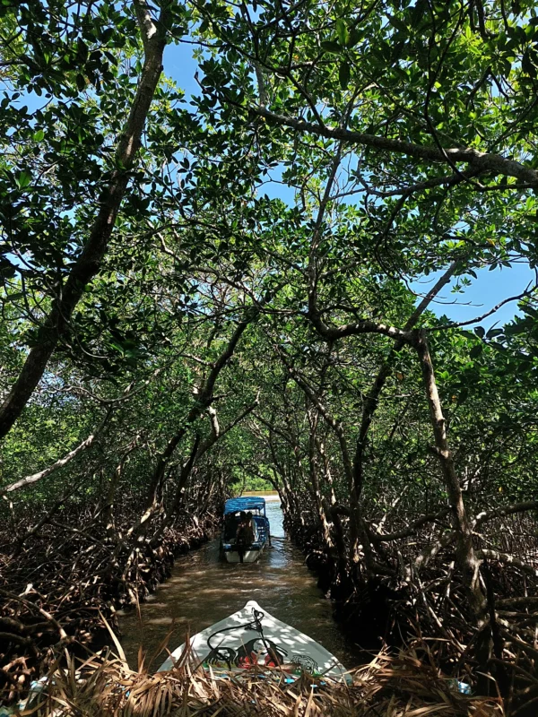 Mangrove exploration in Roatan East End Tour