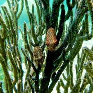 Snorkel at Port Royale