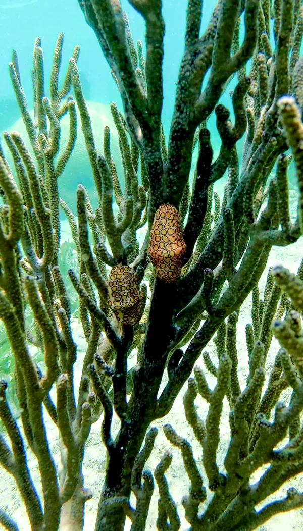 Snorkel at Port Royale