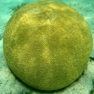 Snorkel at Port Royale