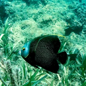 Snorkel at Port Royale