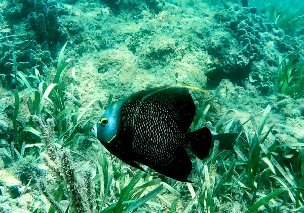 Snorkel at Port Royale