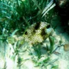 Snorkel at Port Royale
