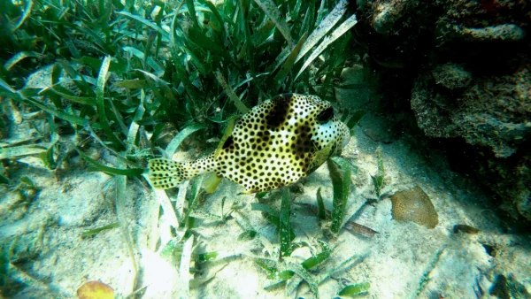 Snorkel at Port Royale