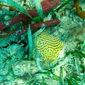 Snorkel at Port Royale