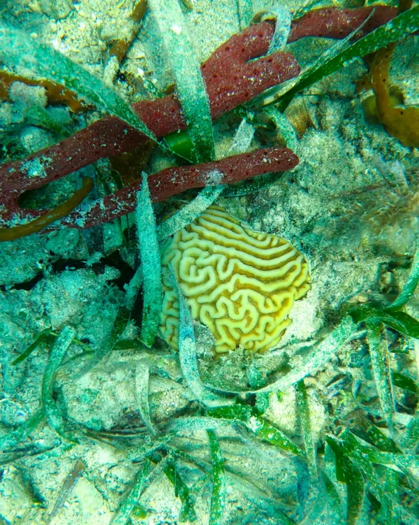 Snorkel at Port Royale