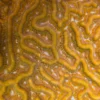 Punta_Gorda_Visit_Roatan
