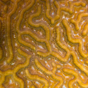 Punta_Gorda_Visit_Roatan