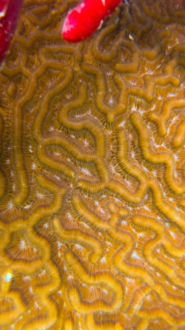 Punta_Gorda_Visit_Roatan