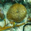 Punta_Gorda_Visit_Roatan