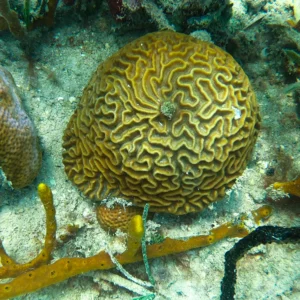 Punta_Gorda_Visit_Roatan