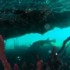 Roatan_East_End_Mangroves