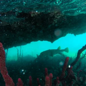 Roatan_East_End_Mangroves