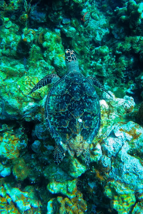 Boat Snorkeling in Roatan - Multiple Exciting Locations - Image 7