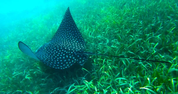 Boat Snorkeling in Roatan - Multiple Exciting Locations - Image 9